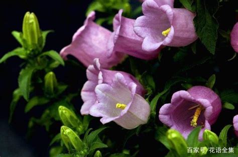 風鈴草 花語|花語傳說：風鈴草的花語與傳說